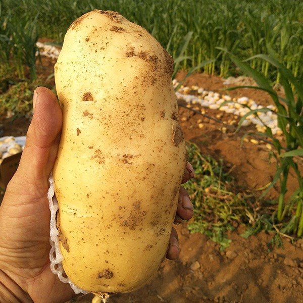 fresh yellow skin potato