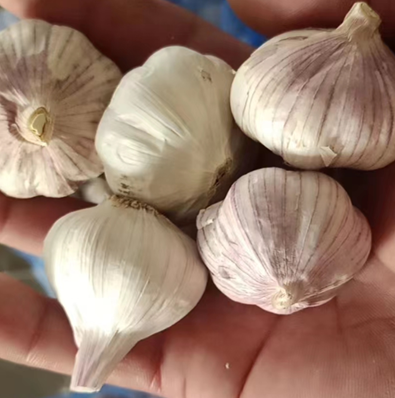 Bawang Putih Bawang Putih Biasa Super Standard Bawang Putih Hibrid Kecil Ke Republik Domokratik Congo