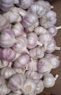 Cara Membeli Bawang Putih di Dominican